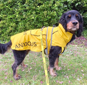 nervous dog coat
