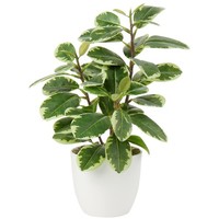 KüNstliche Kamelie Zimmerpflanze Seidenblumen Camellia Japonica Im Topf 28Cm
