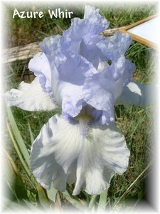 AZURE WHIR: tall bearded iris: 1 bonus with any 5