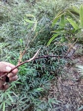 Black Bamboo Rhizomes 1–12 Pack (Phyllostachys nigra) • Bare Root • Fast-Growing