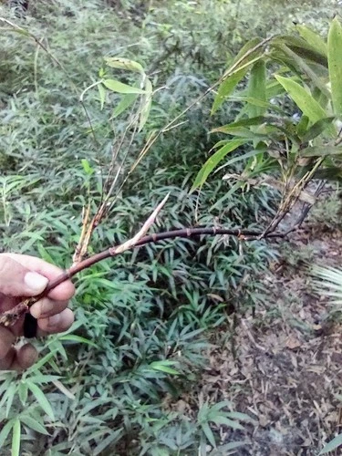 Black Bamboo Rhizomes 1–12 Pack (Phyllostachys nigra) • Bare Root • Fast-Growing