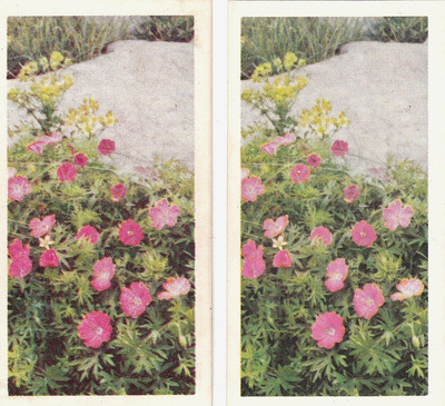 BROOKE BOND (TEE) WILDBLUMEN 1. SERIE (PAPIERDÜNN) 1955 #12
