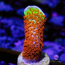 "Bubble Gum" Montipora Digitata - Live Coral Frag