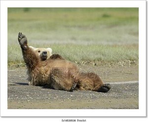 Home Decor Grizzly Bear Jumping Art Print // Canvas Print Poster Wall Art C