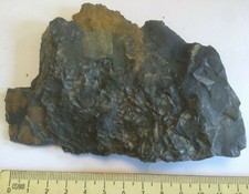 Karbon Sphenophyllum Große Platte Fossilien Deutschland Schachtelhalm Fossil 