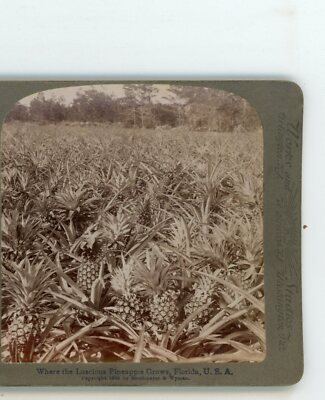 Where Pineapples Grow Florida FL Underwood Stereoview