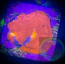 SAF~”WYSIWYG” Jellybean Chalice Coral Frag, LPS, SPS, Coral Colony, Stunner