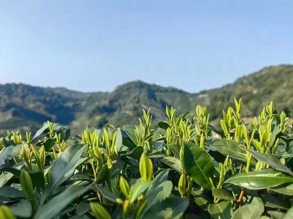 Té Longjing West Lake 2025 Foto 2 de 4