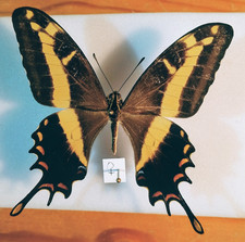 Papilio andraemon,F,Papilionidae