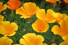 500 Graines de Pavot de Californie- fleurs mellifères - semences paysannes