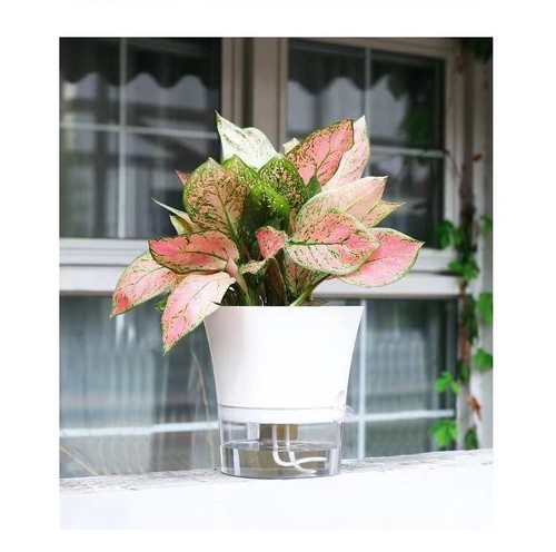 Self Watering Plant Pots with Drainage Holes, Indoor or Outdoor Garden Plants - Picture 4 of 10