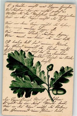 39825393 - Oak Leaf Tree