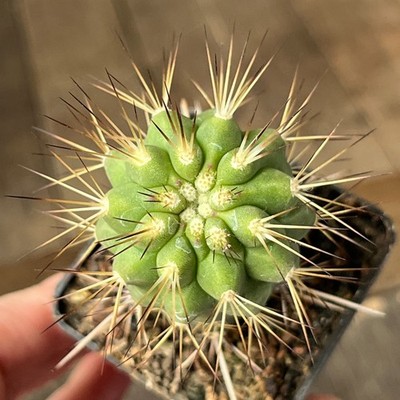 21-1199 copiapoa cinerea v. tenebrosa, JN1688, Q. San Ramon, Ant, grafted