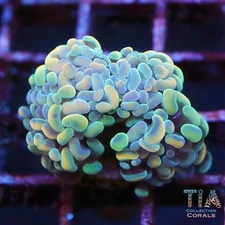 Grade A Hologram Hammer (Multi Heads) - NOT WYSIWG | Live LPS Coral