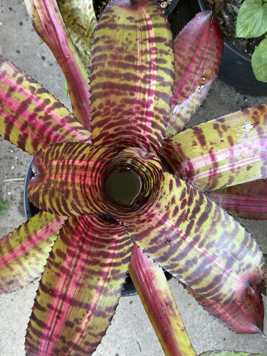 Bromeliad Neoregelia Tropical Houseplants for sale | eBay