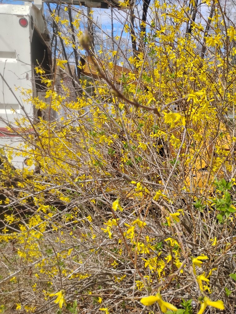 Forsythia Cuttings for Planting - 8 Unrooted Perennial Stems