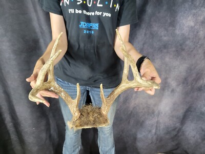 Wild 8 Point Whitetail Deer Antler Rack Horn Skull Plate Taxidermy ...