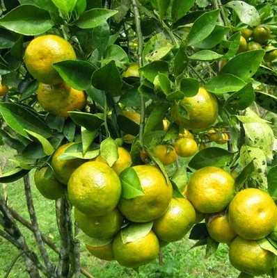 Siam Orange Seedss 100 pcs (Citrus sinensis) Sweet Orange