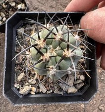 Prezzo di vendita 3,9 cm radice propria WYSIWYG