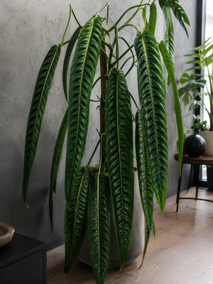 Sale1407 Philodendron Annulatum exotische Zimmerpflanze lange Blätter 5 Samen