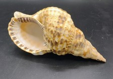 Vtg Trumpet Triton Conch Sea Shell 7.5"