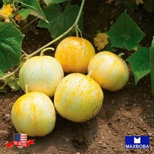 Cucumber Seeds - Lemon Non-GMO / Heirloom / Vegetable Garden Fresh