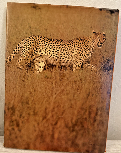 The love of Big Cats - Picture 2 of 14