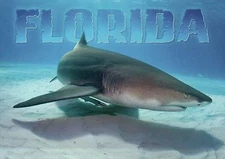Lemon Shark, Florida, Fish Swimming in the Ocean, Jaws Star --- Animal Postcard
