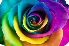 Make Your Own - 5 RAINBOW ROSE BUSH Seeds Shrub Rosa Flower Flat S/H