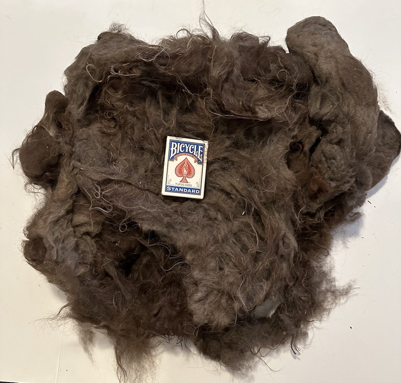 1lbs 8.3oz Raw Veggie Unwashed Fiber Llama? Alpaca? Natural Spinning Fiber (B28)