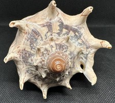 Conchiglia Cymbiola Imperialis 160 mm