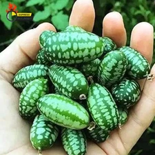 Mini Thumb Watermelon Fruit Vegetables Seeds 60+ Cucamelon Mexican Sour Gherkin 