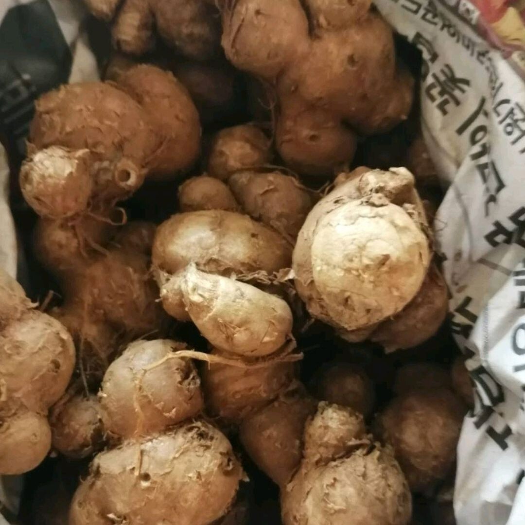 New 500g Black Ginger Plant Kaempferia Parviflora Krachai Dam Thai Herb Natural eBay