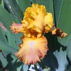 Tall Bearded Iris Rhizome "Dude Ranch" Paul Black 2000 Last One!