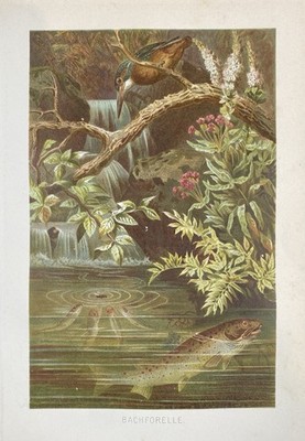 Originalgrafik Fauna: Bachforelle Raubfisch Salmo trutta fario - Grafik um 1900