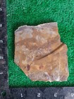 Rough Slab Utah Petrofied Wood 120g. 1/4" Thick Lapidary Cabbing #FR-1 — photo 3