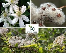 Old Man's Beard | Clematis Vitalba | 50+ seeds | 2025 crop | Same Day Dispatch