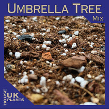 UMBRELLA TREE Soil Mix (Pest-Free Potting Compost Schefflera Arboricola Dwarf)