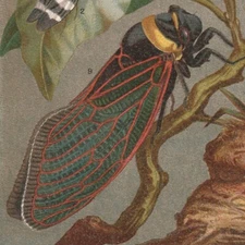 CICADA  Print Antique Victorian Era  Lithograph Print 1898 Cicadoidea Cicadas