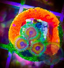 SAF~ “WYSIWYG” Eagle Eye Zoanthid Coral Frag, Palythoa, Paly, Zoa