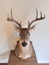Deer Head Wall Mount with Wooden Base