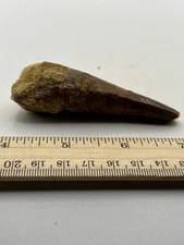 Spinosaurus 3” TOOTH  Teeth Dinosaur Fossil before T Rex Cretaceous SC 154