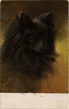 CPA AK Samoyede DOGS (729331)