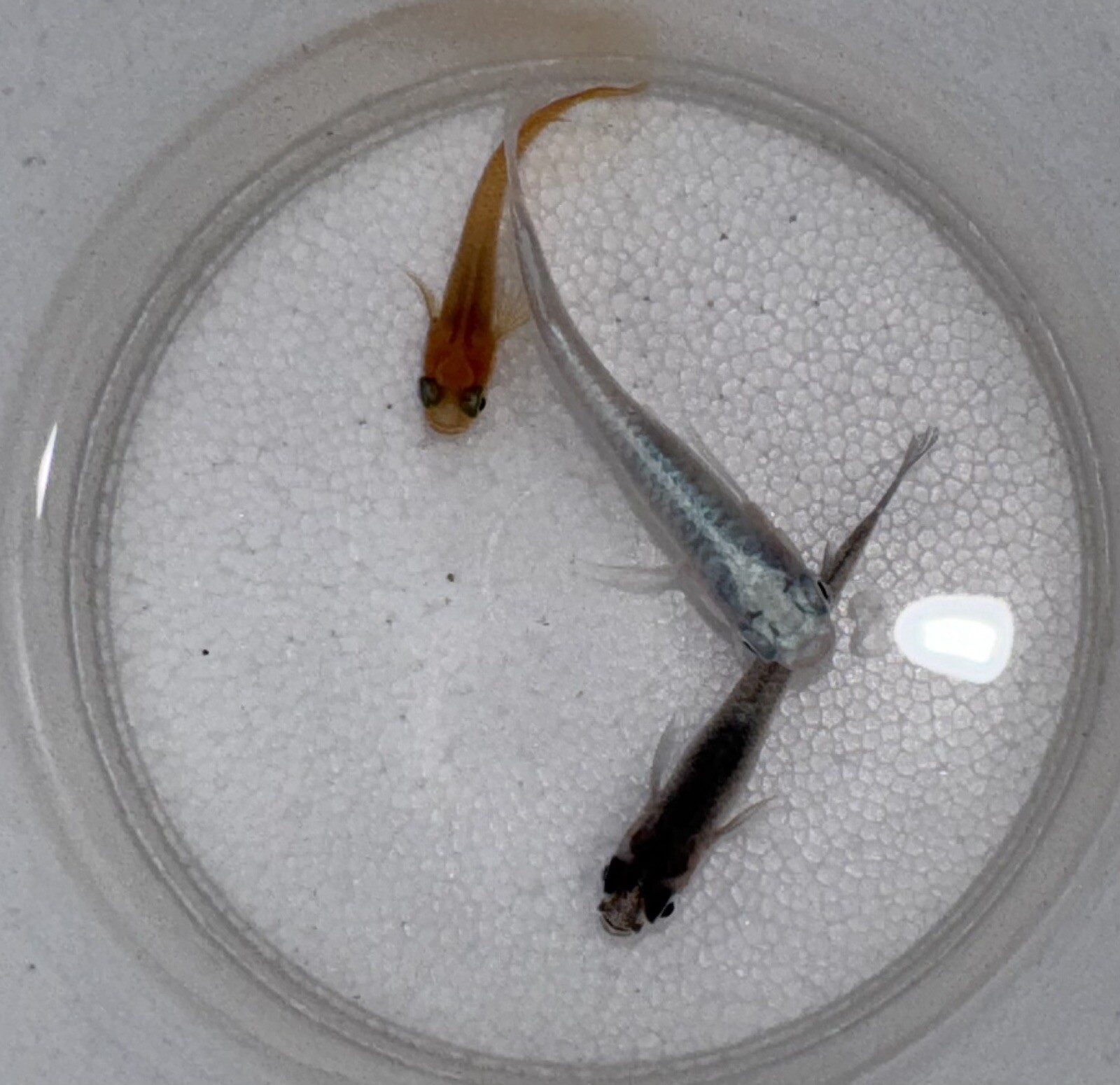 Grab Bag MIX Medaka Rice Fish Eggs 15+ eBay