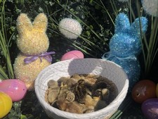 Button Quail hatching eggs