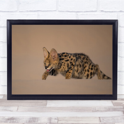 Gefleckte Raubkatze Tier läuft Wüste Wandkunstdruck
