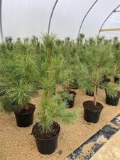 Scot's Pine Tree Pinus Sylvestris Large 2-3ft Supplied in a 5 Litre Pot