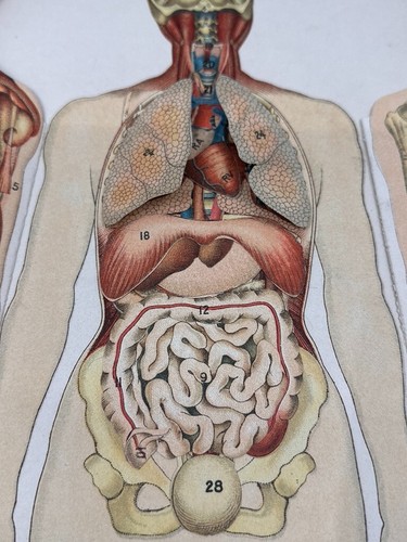 1896 WHITTAKER'S ANATOMICAL MODEL PICTORIAL REPRESENTATION OF THE HUMAN & ORGANS - Foto 14 di 16