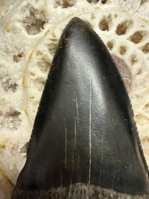 #ad BIG 2.82” CARCHARODON GREAT WHITE SHARK FOSSIL TOOTH SOUTH CAROLINA RARE $699.99