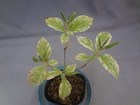 Rhododendron macrosepalum white chirifu variegated [Must read description]